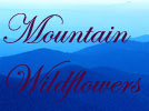 Mountain Wildflowers of the Virginia's